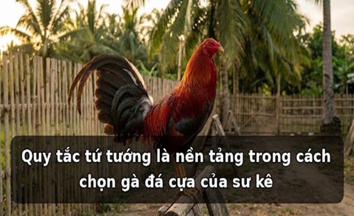 Cách Chọn Gà Đá Cựa