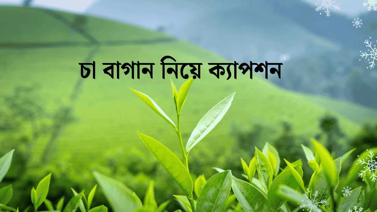 চা বাগান নিয়ে ক্যাপশন