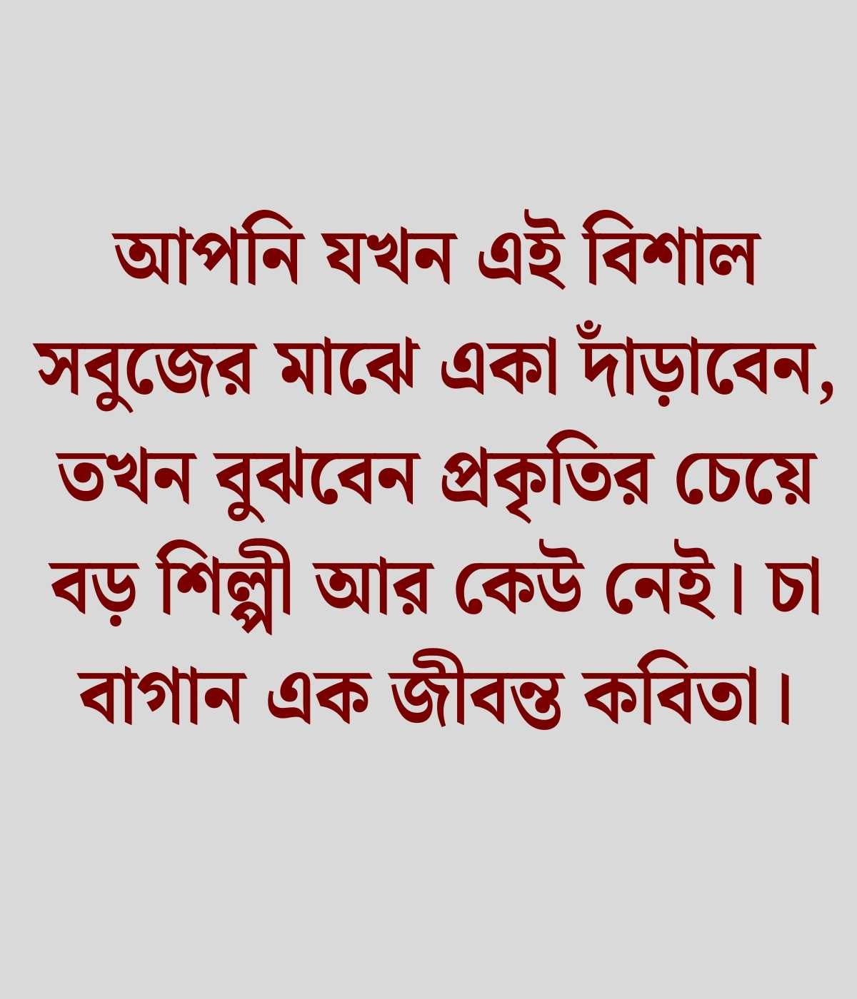 চা বাগান নিয়ে ক্যাপশন