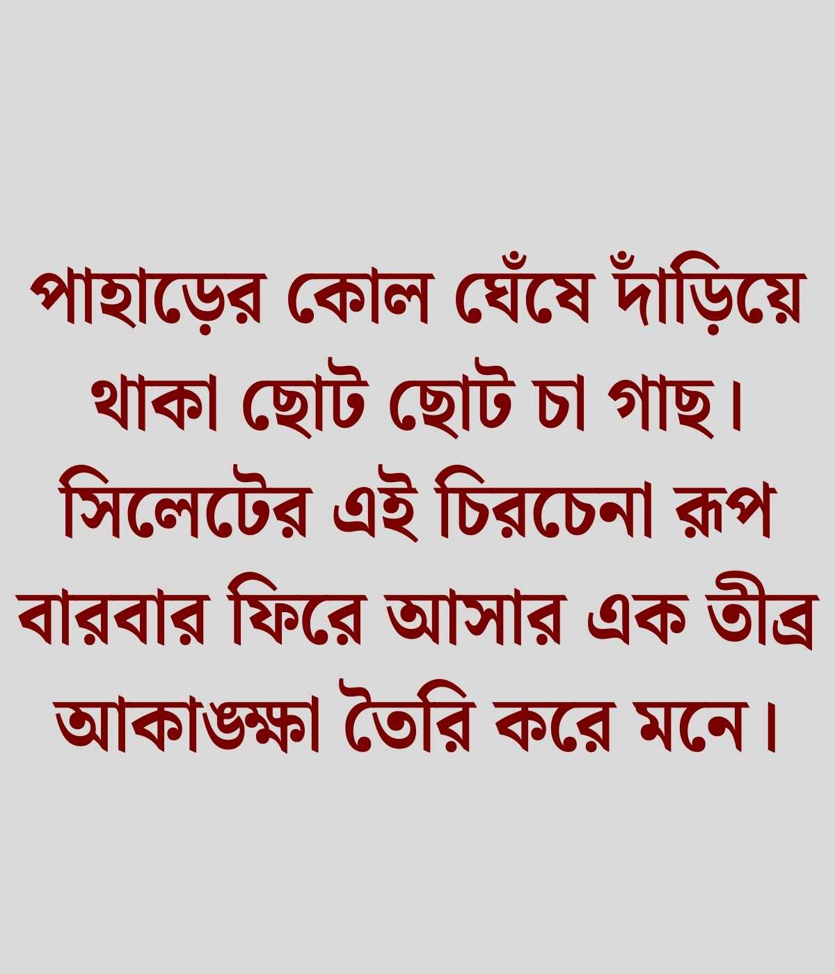 সিলেট চা বাগান নিয়ে ক্যাপশন