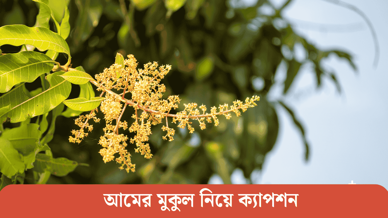 আমের মুকুল নিয়ে ক্যাপশন