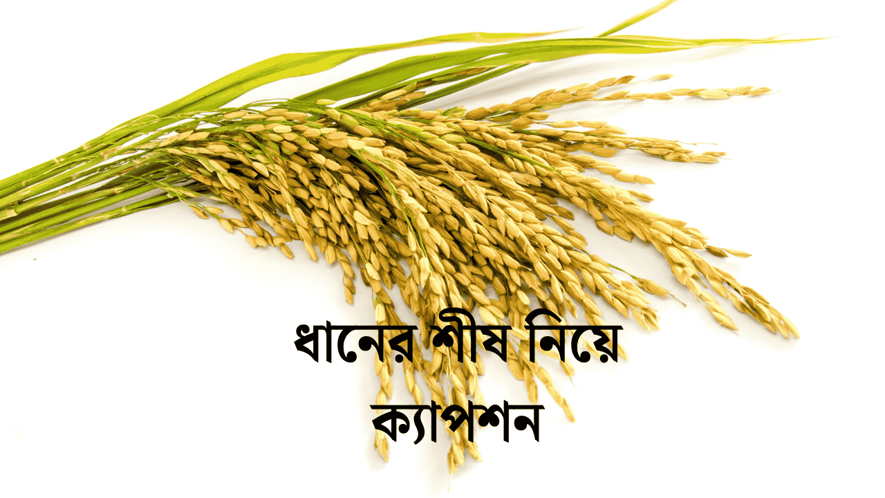 ধানের শীষ নিয়ে ক্যাপশন