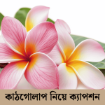 কাঠগোলাপ নিয়ে ক্যাপশন