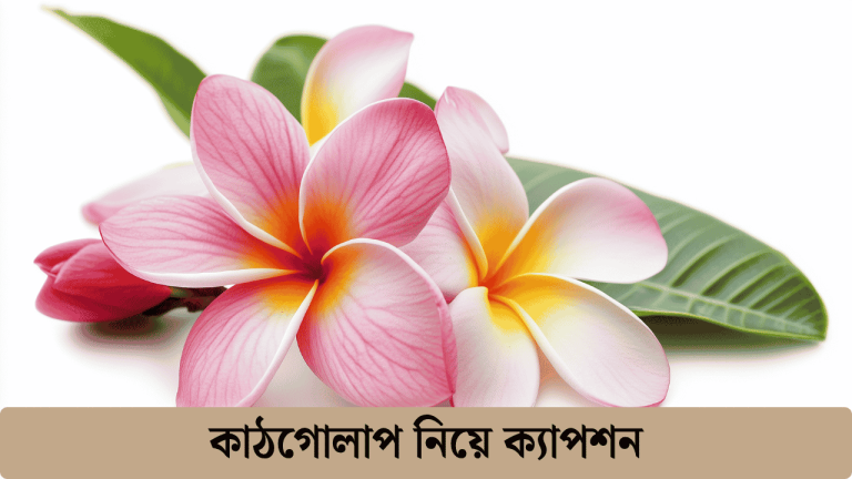 কাঠগোলাপ নিয়ে ক্যাপশন