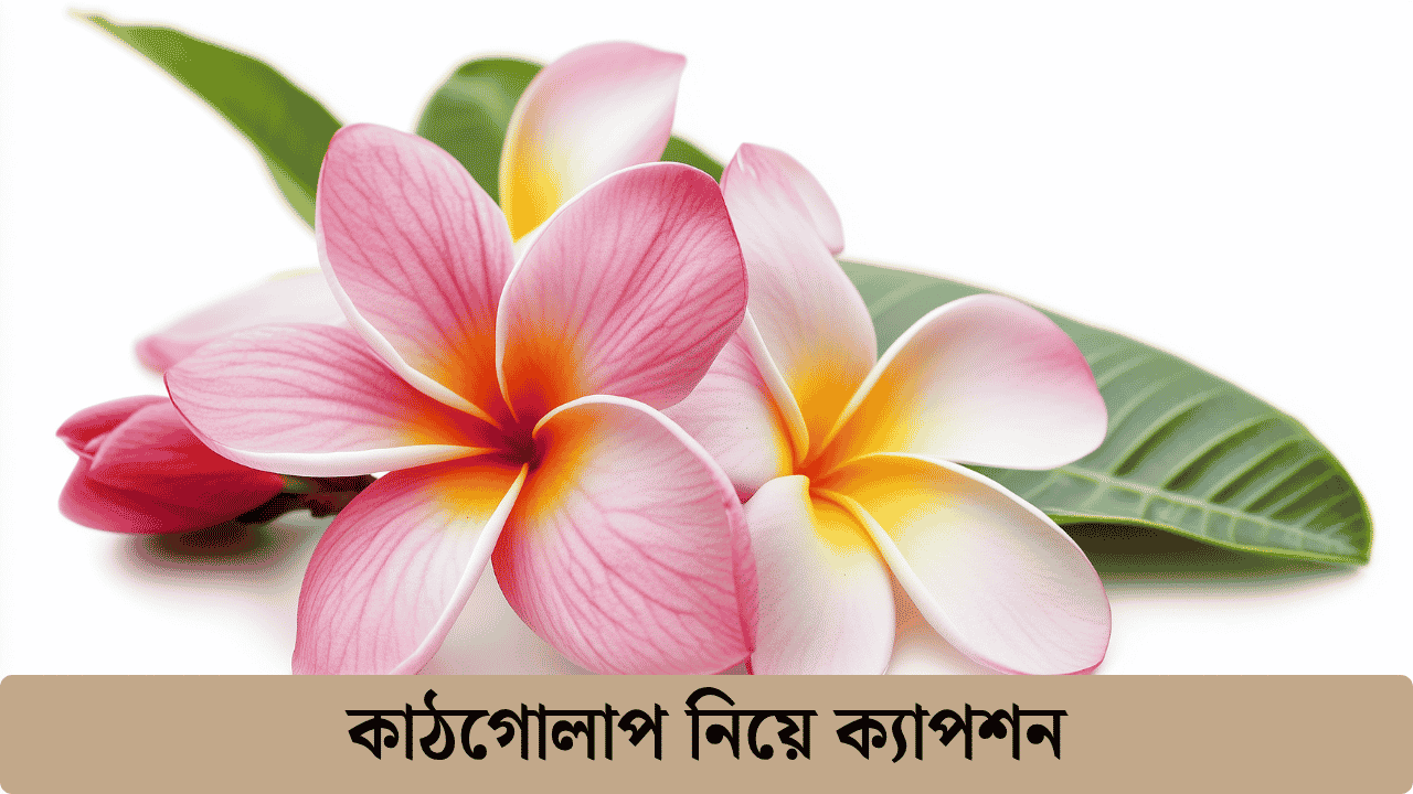 কাঠগোলাপ নিয়ে ক্যাপশন