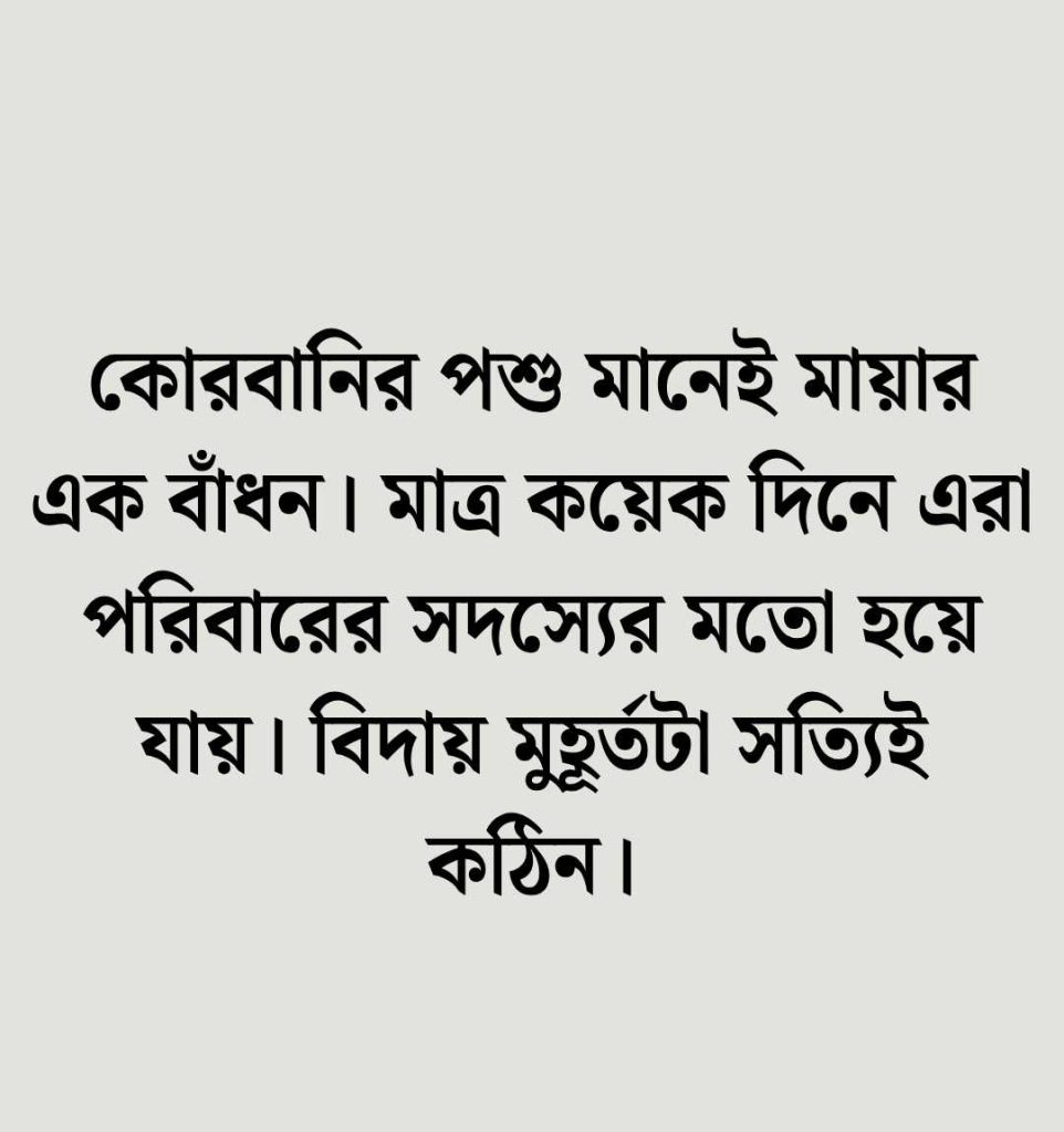 কোরবানির গরু নিয়ে স্ট্যাটাস