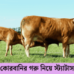 কোরবানির গরু নিয়ে স্ট্যাটাস