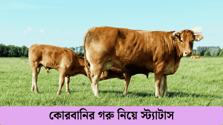 কোরবানির গরু নিয়ে স্ট্যাটাস